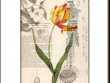 Tisk na grafickém papíře A4 Tulipán papír dekorace dárek květina obraz vánoce kniha svatba vintage žlutý tisk originál tulipán koláž grafika umění antik 19.století starý rytina inkoust botanika poštovní známka 