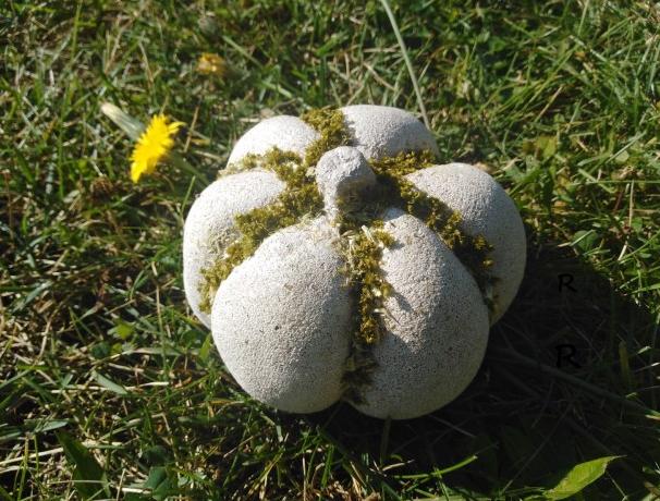 Betonová dóza s ornamenty