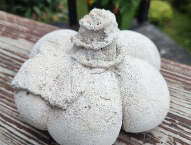 Betonová dóza s ornamenty