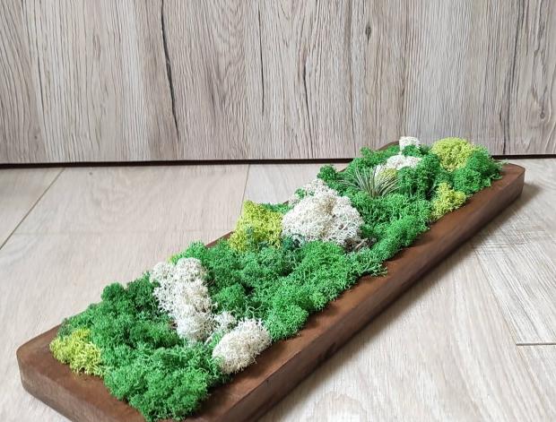 Mechová dekorace na mangovém tácku dřevo dřevěný dárek zelený interiér tác mech bytový doplněk severský trvanlivý skandinávský lišejník tilandsie dřevěný tác stabilizovaný bezúdržbový mangové dřevo stylový doplněk 