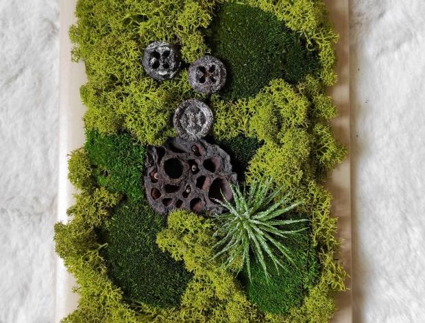 Mechový obrázek s tilandsií