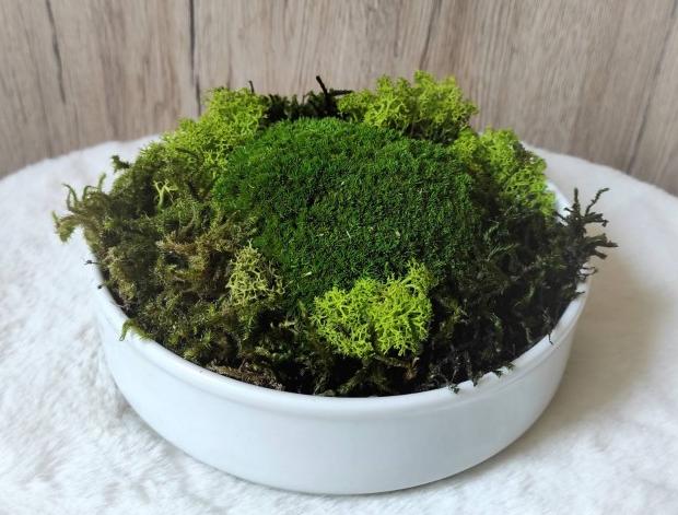 Mechová dekorace v keramické misce dekorace dárek keramika zelený interiér bílá příroda přírodní miska keramická mechová mech natural stylový severský nature trvanlivý skandinávský lišejník bezúdržbový moss 