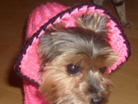 SVETR NA JORKŠÍRKA