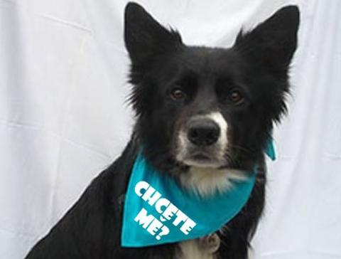 Dvojčata k nerozeznání - dospělé