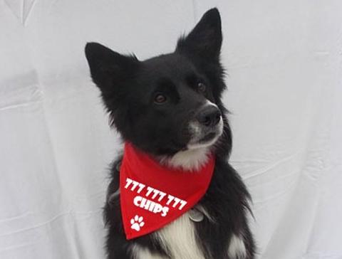 Dvojčata k nerozeznání - dospělé