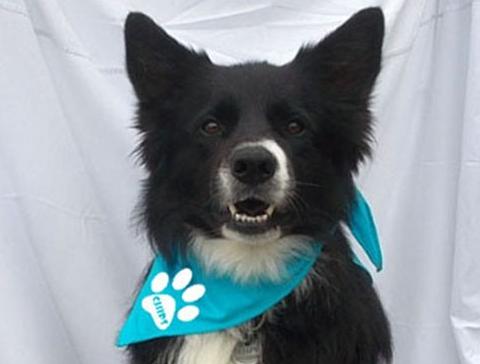 Dvojčata k nerozeznání - dospělé