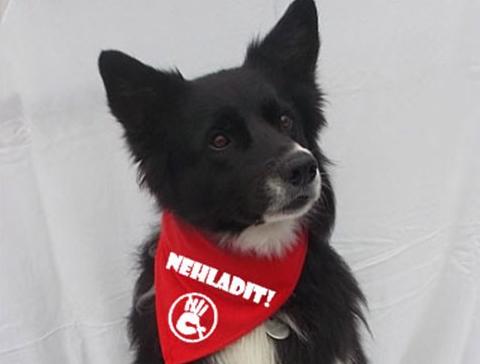 Dvojčata k nerozeznání - dospělé