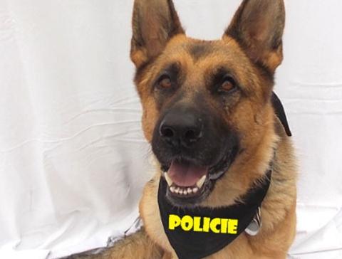 Dvojčata k nerozeznání - dospělé