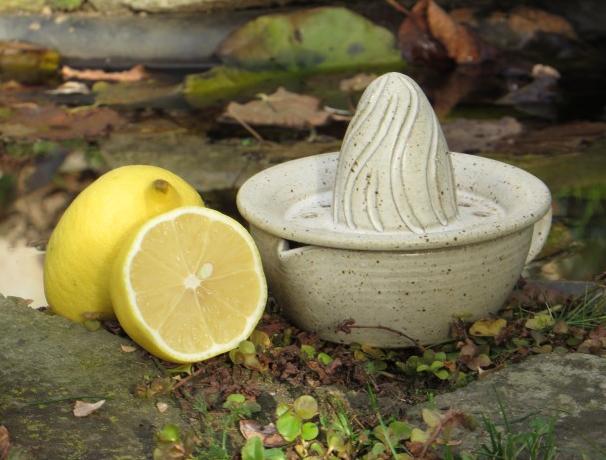 Lis na citron pomeranč citron lis lis na citron 